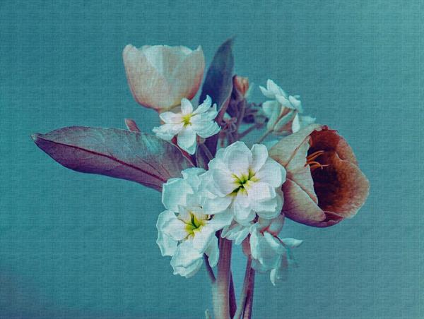 STAMPE THE WALL VINILICOSU TNT FIORI AZZ.MIS.371X280CM 7 TELI