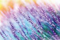 VISIONE DIGITALE STAMPA DIGITALE FIORI VIOLA H. 270x180cm (4teli