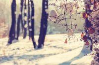 VISIONE DIGITALE STAMPA INVERNO H. 270x180cm (4teli)