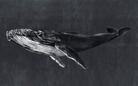 MURALE NATURAE PANT.    VINILICO ORCA BLACK MIS. AL MQ