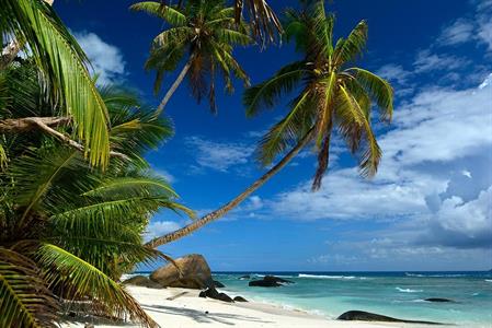 XXL WORLDTRIP STAMPA DIGITALE AL MQ PALM TREES ON BEACH SEYCHELL