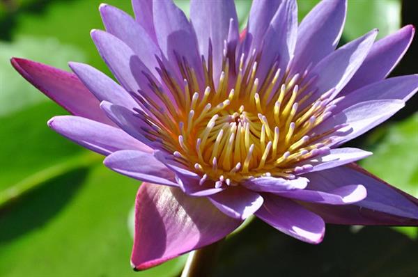 XXL WORLDTRIP STAMPA DIGITALE AL MQ PURPLE LILY TAHITI