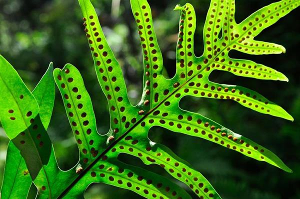 XXL WORLDTRIP STAMPA DIGITALE AL MQ SPOTTED LEAF TAHITI