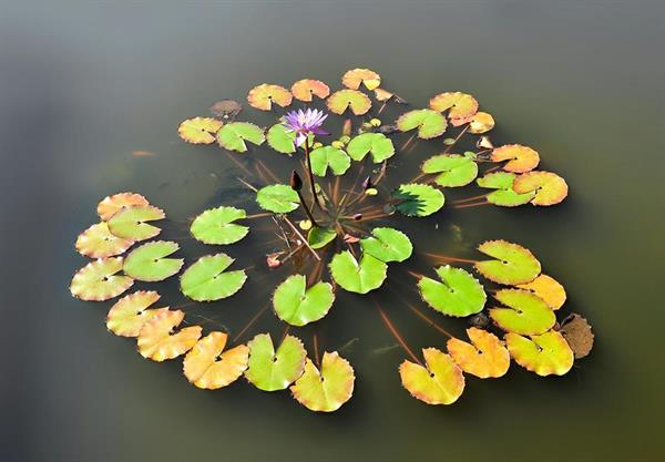 XXL WORLDTRIP STAMPA DIGITALE AL MQ WATER LILY FAMILY TAHITI