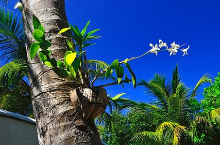 XXL WORLDTRIP STAMPA DIGITALE AL MQ PALM TREE TRUNK MALEDIVES