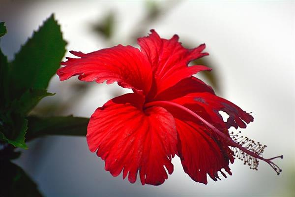 XXL WORLDTRIP STAMPA DIGITALE AL MQ HIBISCUS MALEDIVES