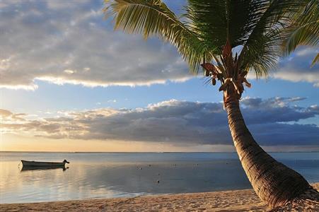 XXL WORLDTRIP STAMPA DIGITALE AL MQ PALM TREE AT BEACH MAURITIUS