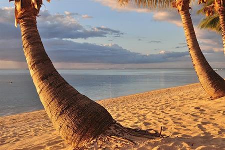 XXL WORLDTRIP STAMPA DIGITALE AL MQ PALM TREE TRUNKS AT THE BEAC