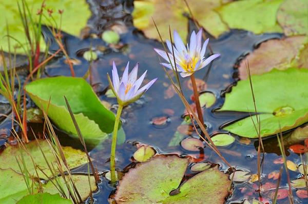 XXL WORLDTRIP STAMPA DIGITALE AL MQ WATER LILY MAURITIUS