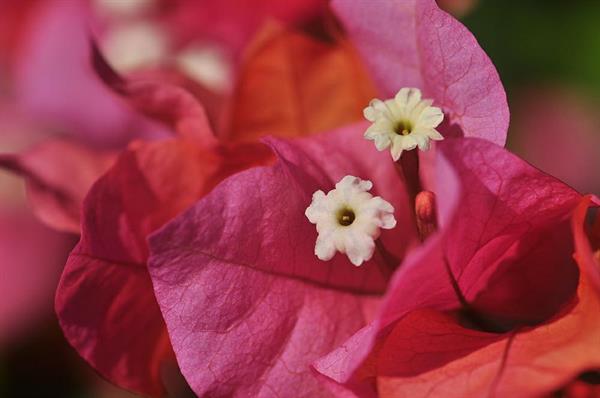 XXL WORLDTRIP STAMPA DIGITALE AL MQ PINK FLOWER MAURITIUS