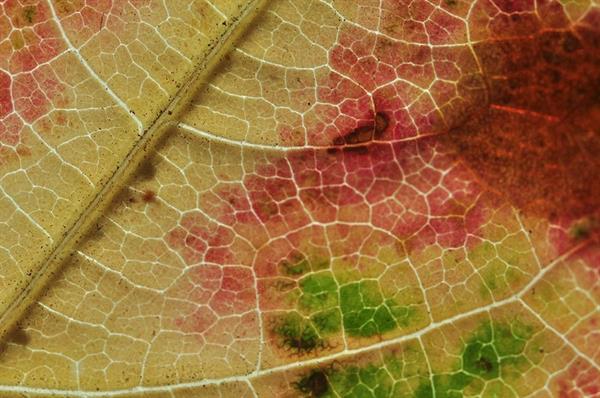 XXL WORLDTRIP STAMPA DIGITALE AL MQ COLORFUL LEAVES MAURITIUS
