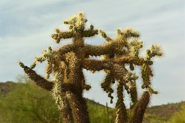 XXL WORLDTRIP STAMPA DIGITALE  AL MQ CACTUS COUPLE USA