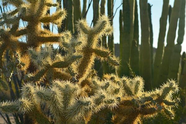 XXL WORLDTRIP STAMPA DIGITALE AL MQ CACTUS WORLD USA