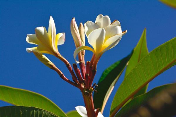 XXL WORLDTRIP STAMPA DIGITALE AL MQ AMERICAN FLOWER USA