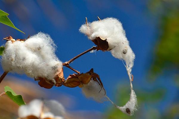 XXL WORLDTRIP STAMPA DIGITALE AL MQ COTTON FLOWER USA