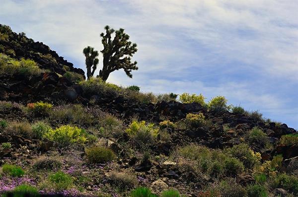 XXL WORLDTRIP STAMPA DIGITALE AL MQ VEGETATION USA