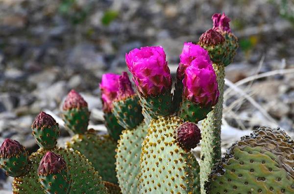 XXL WORLDTRIP STAMPA DIGITALE AL MQ CACTUS FLOWER USA