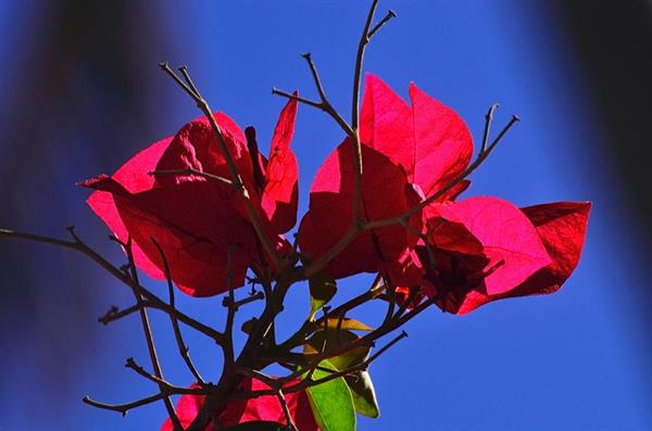 XXL WORLDTRIP STAMPA DIGITALE AL MQ FLOWER POWER USA