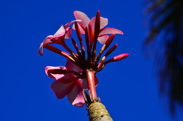 XXL WORLDTRIP STAMPA DIGITALE AL MQ PETALS USA