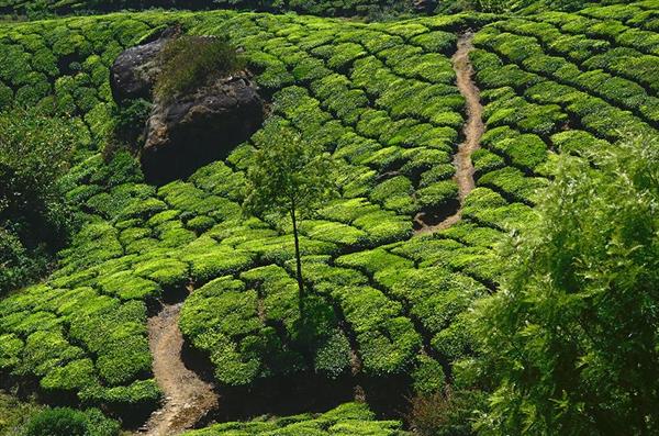 XXL WORLDTRIP STAMPA DIGITALE AL MQ TEA PLANTATION INDIA