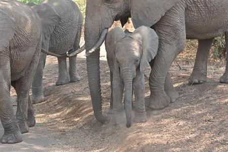 XXL WORLDTRIP STAMPA DIGITALE AL MQ ELEPHANT FAMILY TANZANIA