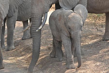 XXL WORLDTRIP STAMPA DIGITALE AL MQ ELEPHANT BABY FROM TANZANIA