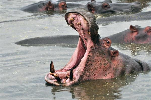 XXL WORLDTRIP STAMPA DIGITALE AL MQ  HIPPO FROM TANZANIA