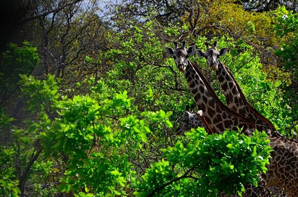 XXL WORLDTRIP STAMPA DIGITALE AL MQ AFRICAN GIRAFFES TANZANIA