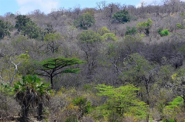 XXL WORLDTRIP STAMPA DIGITALE AL MQ TANZANIA BUSH TANZANIA