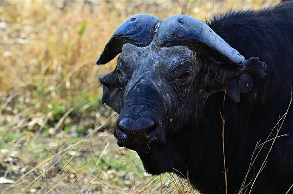 XXL WORLDTRIP STAMPA DIGITALE AL MQ AFRICAN BUFFALO TANZANIA