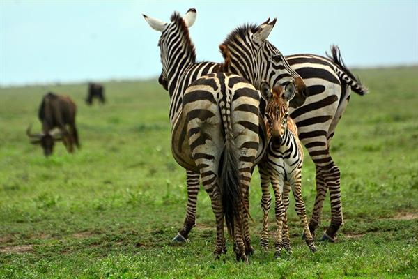 XXL WORLDTRIP STAMPA DIGITALE AL MQ ZEBRA FAMILY TANZANIA