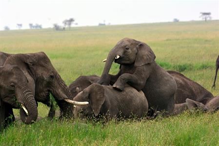 XXL WORLDTRIP STAMPA DIGITALE AL MQ ELEPHANT HERD TANZANIA