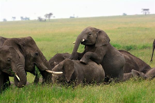 XXL WORLDTRIP STAMPA DIGITALE AL MQ ELEPHANT HERD TANZANIA