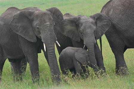 XXL WORLDTRIP STAMPA DIGITALE AL MQ BUSH ELEPHANT TANZANIA