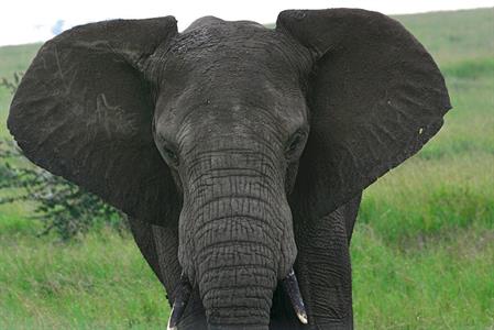 XXL WORLDTRIP STAMPA DIGITALE AL MQ BIG ELEPHANT TANZANIA