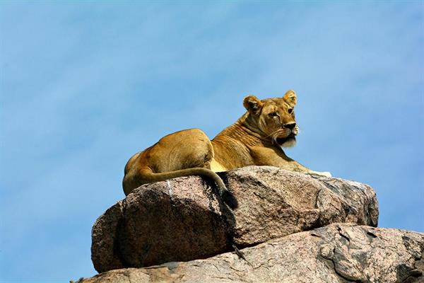 XXL WORLDTRIP STAMPA DIGITALE AL MQ LIONESS TANZANIA
