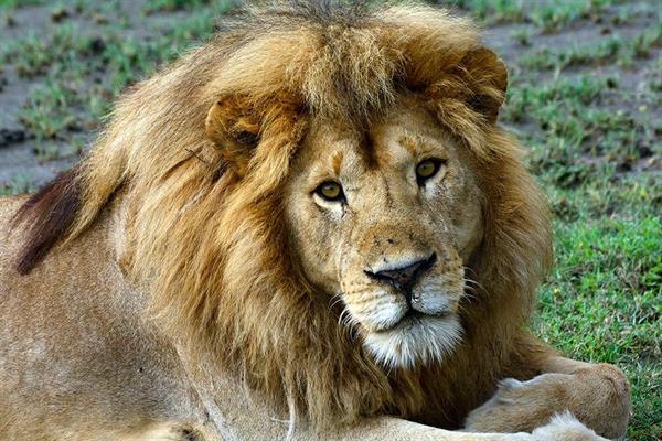 XXL WORLDTRIP STAMPA DIGITALE AL MQ LION KING TANZANIA