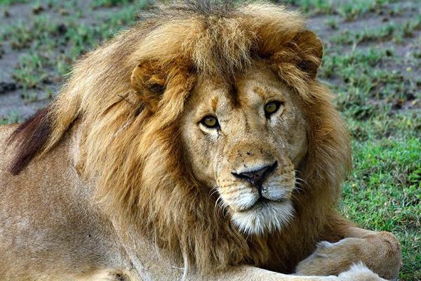 XXL WORLDTRIP STAMPA DIGITALE AL MQ LION KING TANZANIA