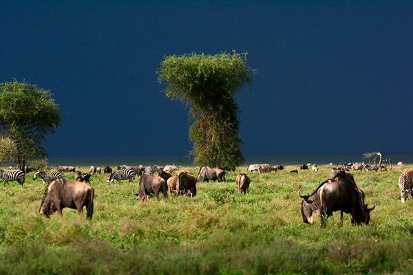 XXL WORLDTRIP STAMPA DIGITALE AL MQ  BUFFALO AND ZEBRA TANZANIA