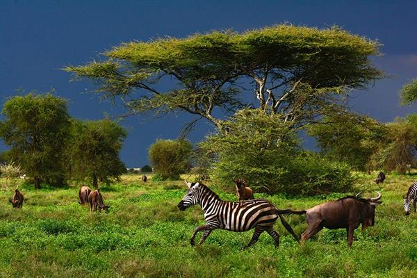XXL WORLDTRIP STAMPA DIGITALE AL MQ GALLOPING ZEBRA TANZANIA