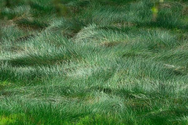 XXL WORLDTRIP STAMPA DIGITALE AL MQ MEADOW IN THE WIND TANZANIA