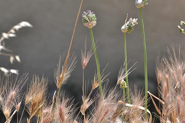 XXL WORLDTRIP STAMPA DIGITALE AL MQ FLOWER AND GRASSES FLOWERS