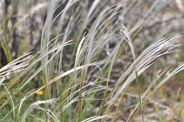 XXL WORLDTRIP STAMPA DIGITALE AL MQ GRASSES IN THE WIND FLOWERS