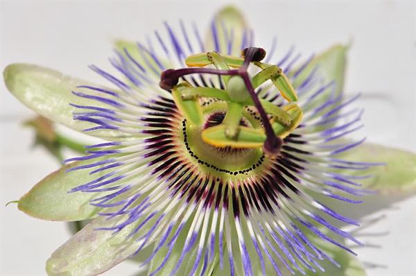 XXL WORLDTRIP STAMPA DIGITALE AL MQ PASSION FLOWER FLOWERS