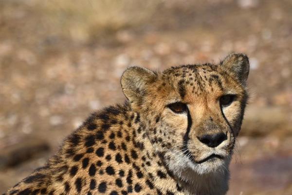 XXL WORLDTRIP STAMPA DIGITALE AL MQ CHEETAH TANZANIA