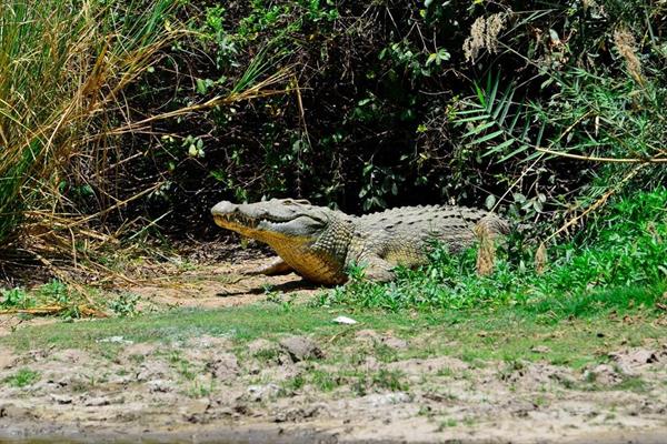 XXL WORLDTRIP STAMPA DIGITALE AL MQ CROCODILE TANZANIA