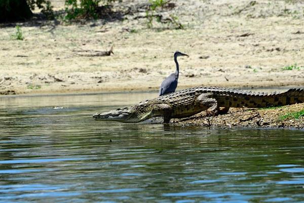 XXL WORLDTRIP STAMPA DIGITALE AL MQ CROCODILE IN THE LAKE TANZAN