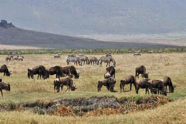 XXL WORLDTRIP STAMPA DIGITALE AL MQ GNUS AND ZEBRAS TANZANIA