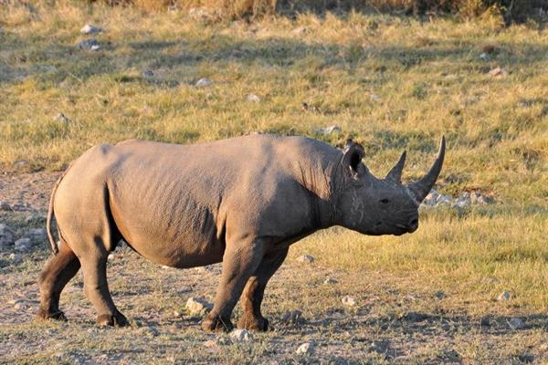 XXL WORLDTRIP STAMPA DIGITALE AL MQ RHINO TANZANIA