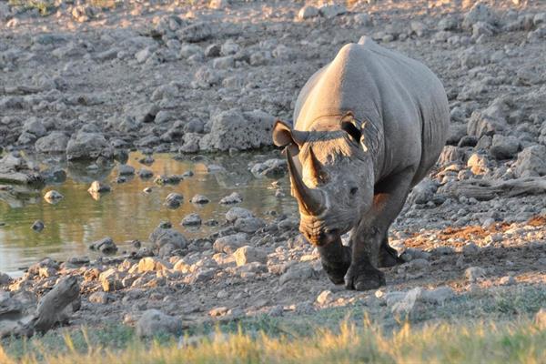 XXL WORLDTRIP STAMPA DIGITALE AL MQ WALKING RHINO TANZANIA